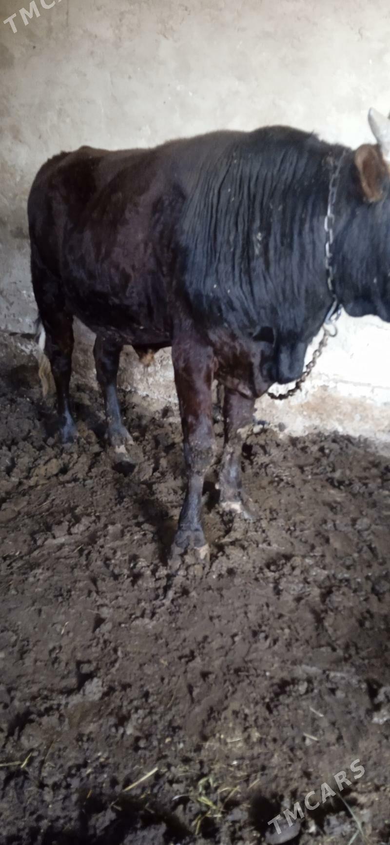 okuz baky - Mary - img 3