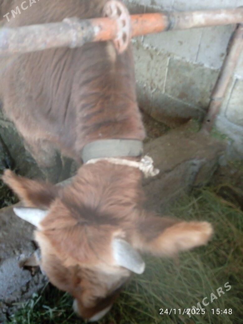 okuz - Бахарден - img 3