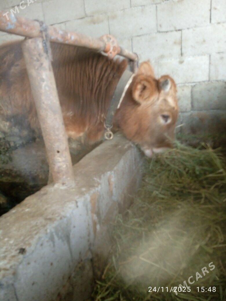 okuz - Бахарден - img 2