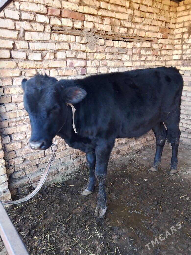 окуз - Baýramaly - img 2