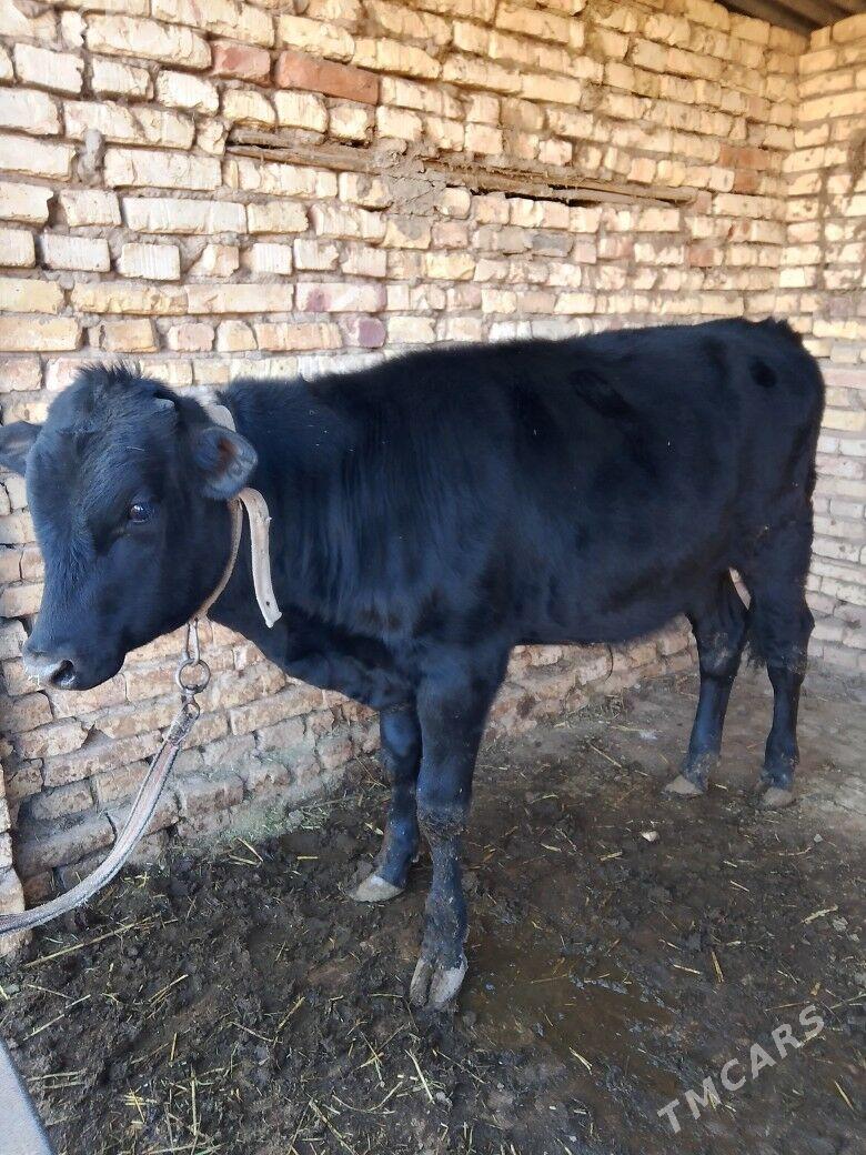 окуз - Baýramaly - img 3