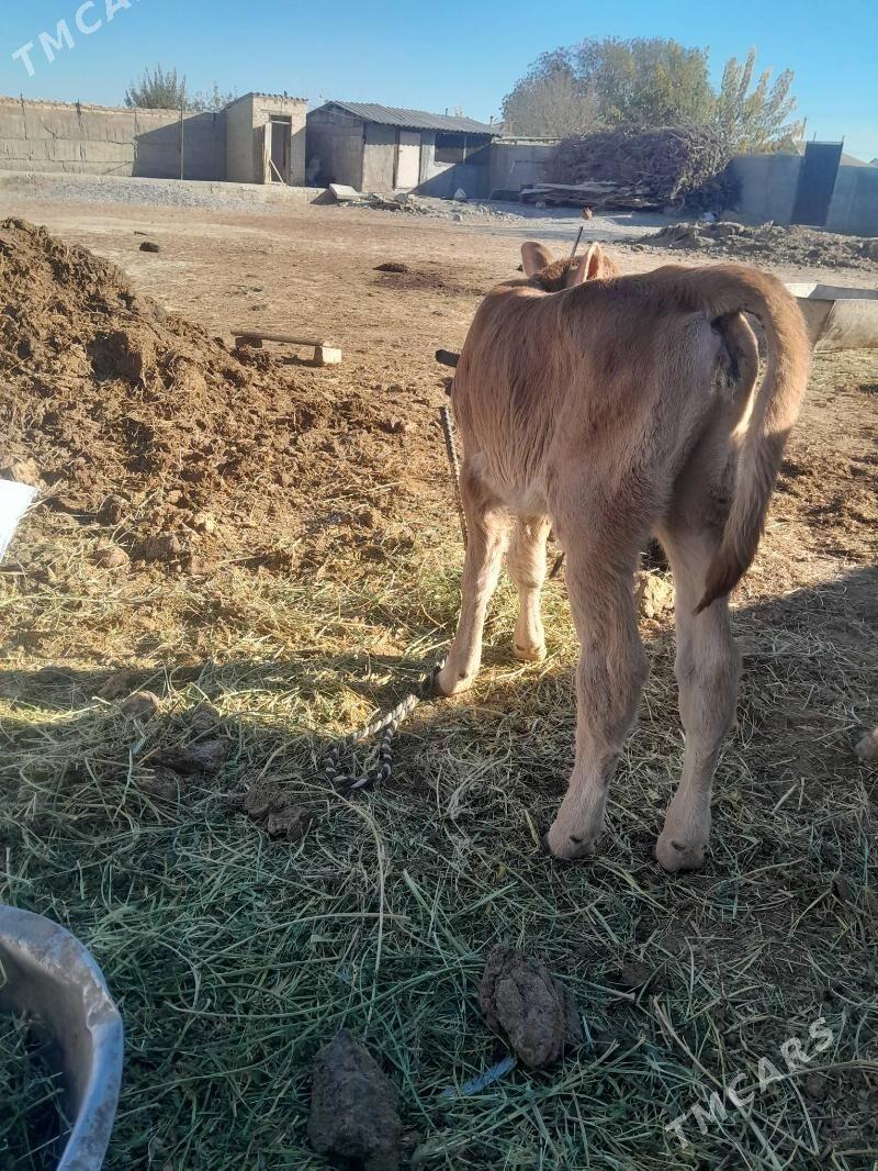 Goleli sygyr - Gökdepe - img 2