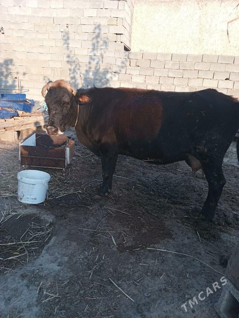 sygyr göleli - Änew - img 2