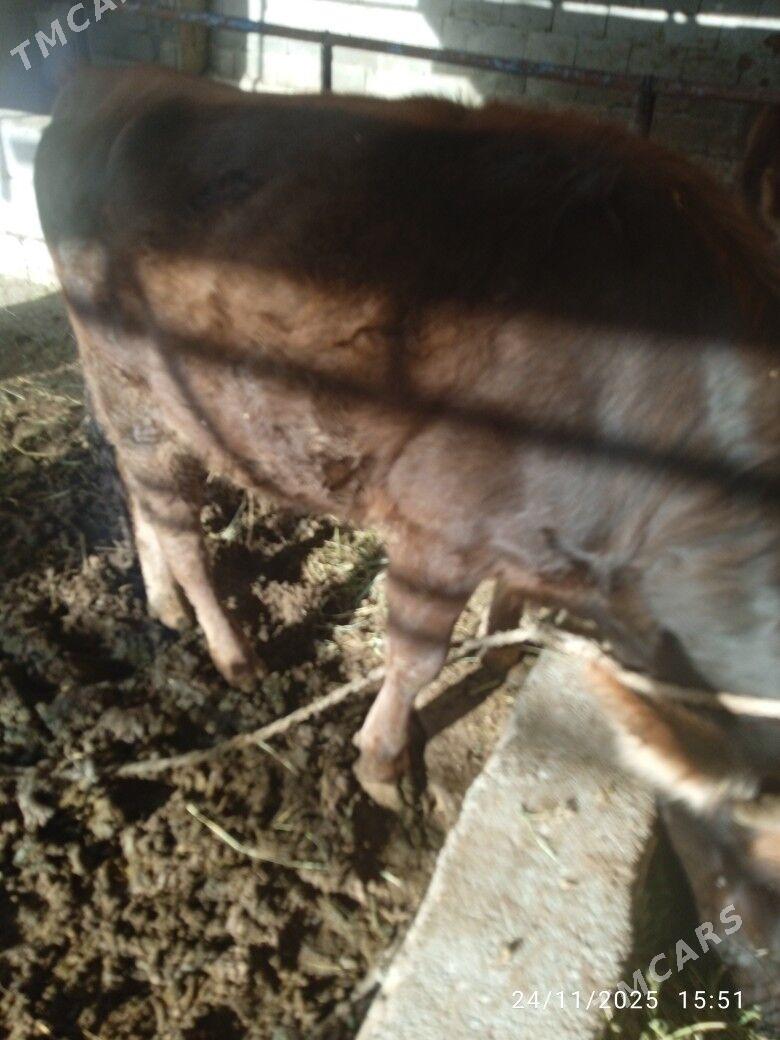 tuwe - Bäherden - img 3