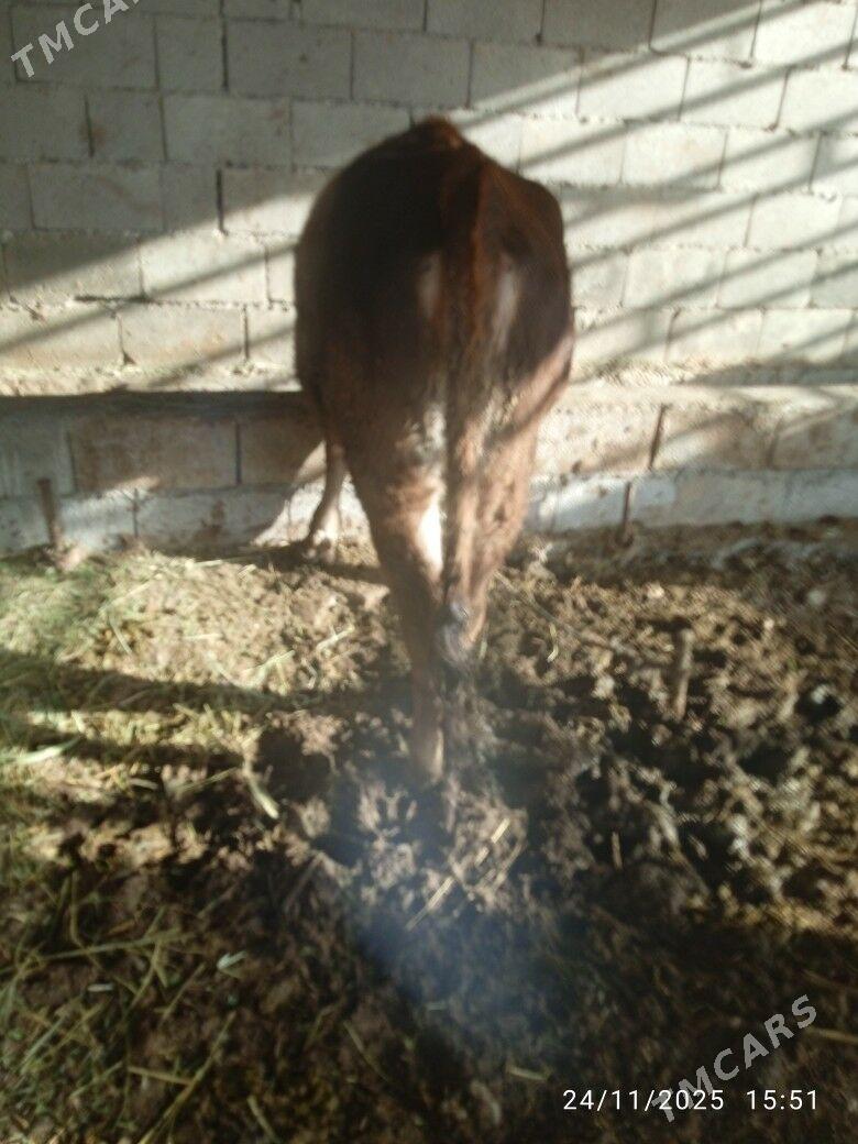 tuwe - Bäherden - img 4