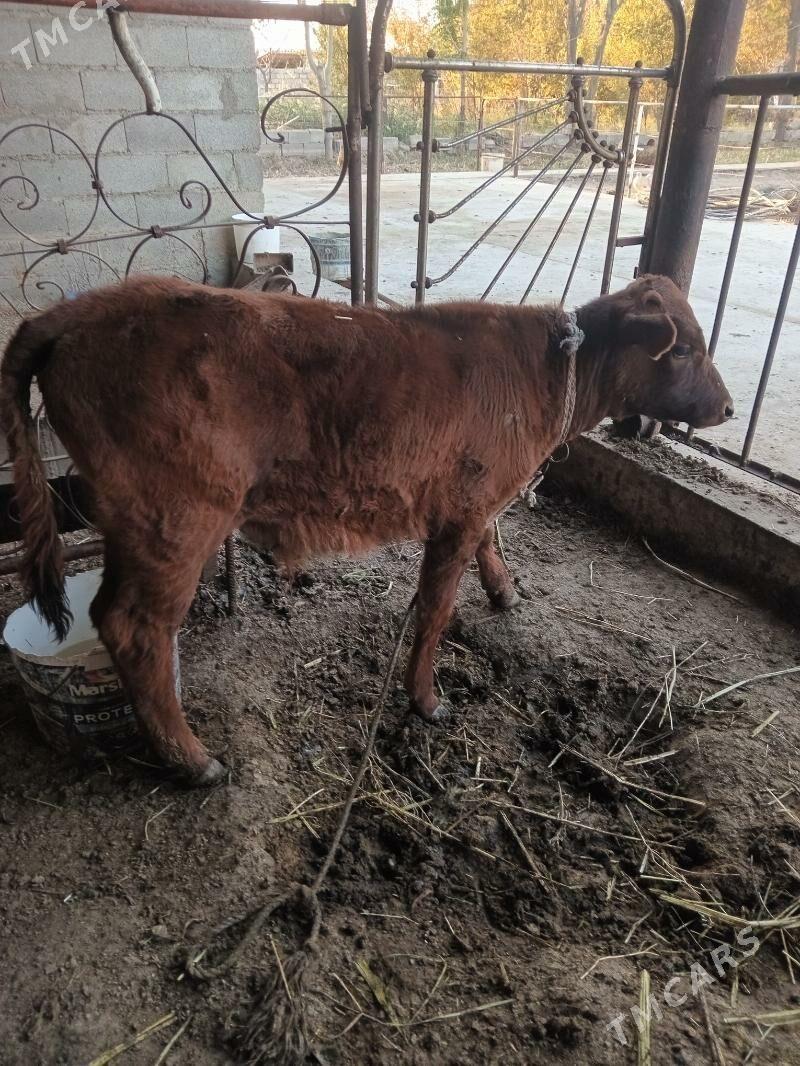 sygyr göleli - Änew - img 3