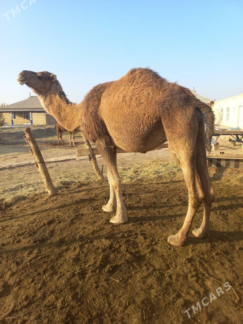 богаз дуйе - Байрамали - img 2