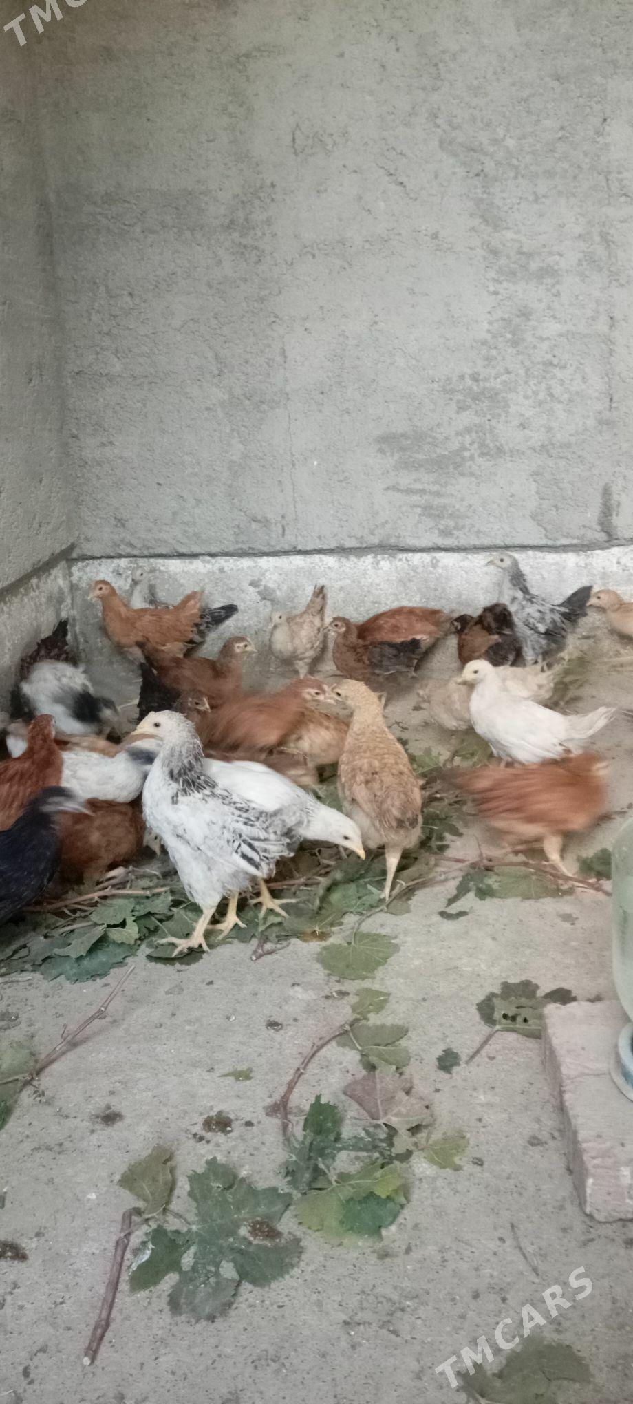 Elin jüje - Bäherden - img 4