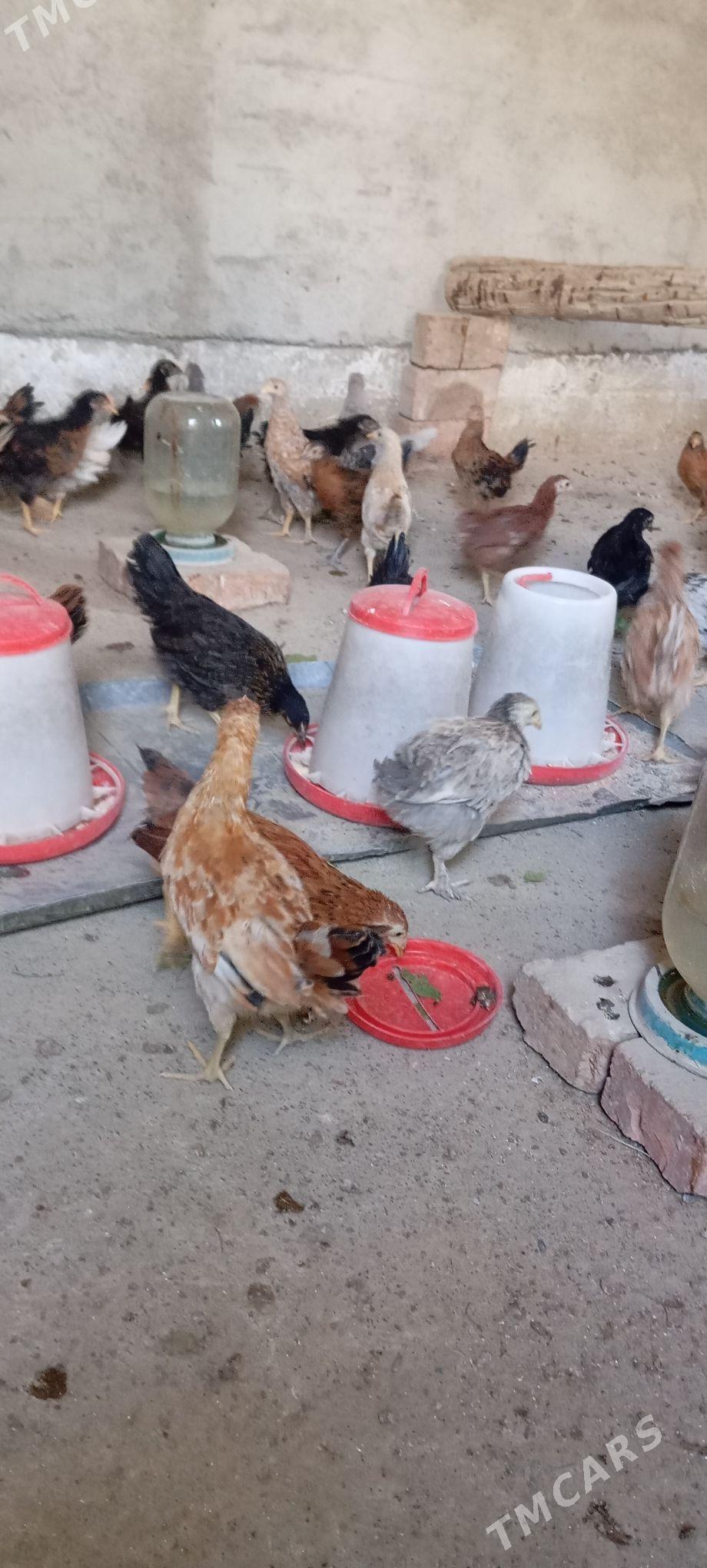 Elin jüje - Bäherden - img 6