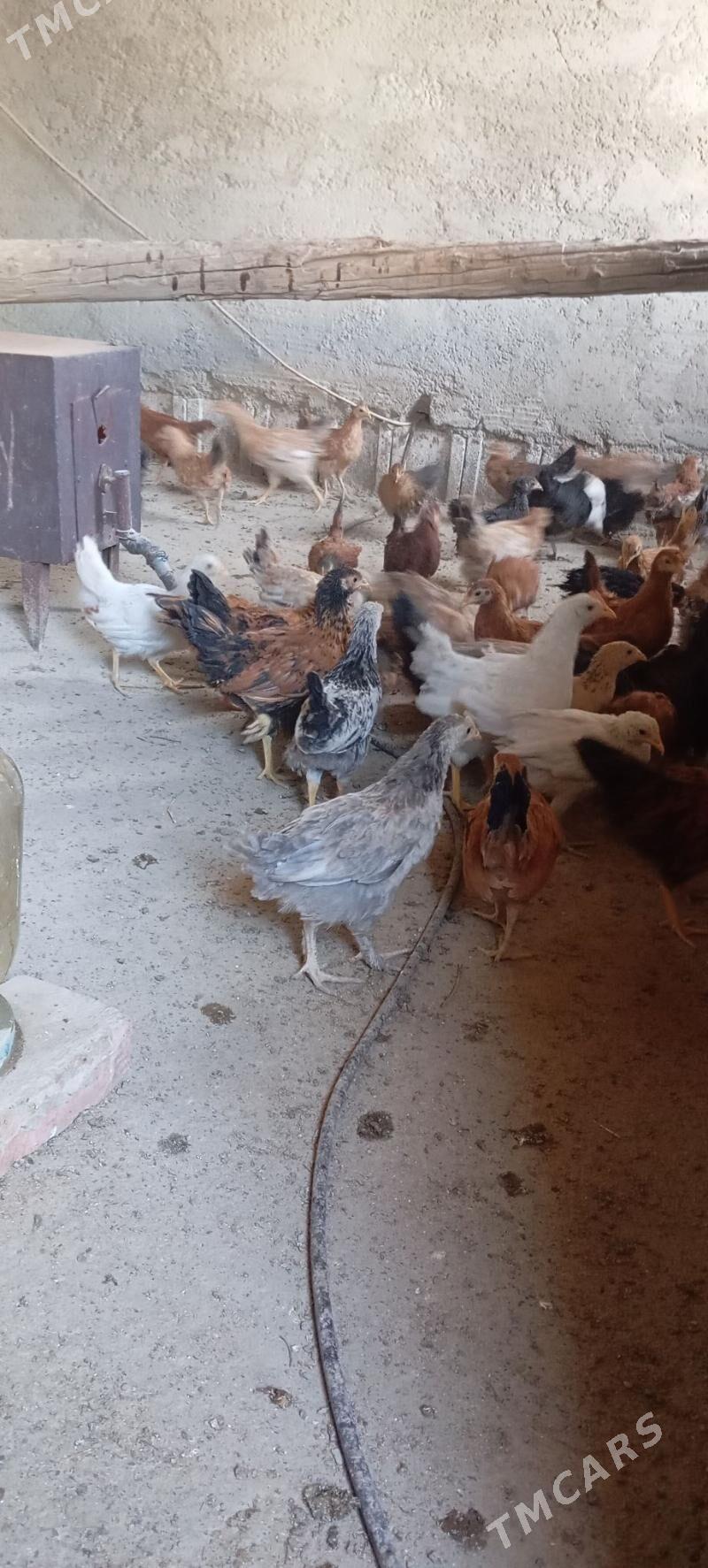 Elin jüje - Bäherden - img 2