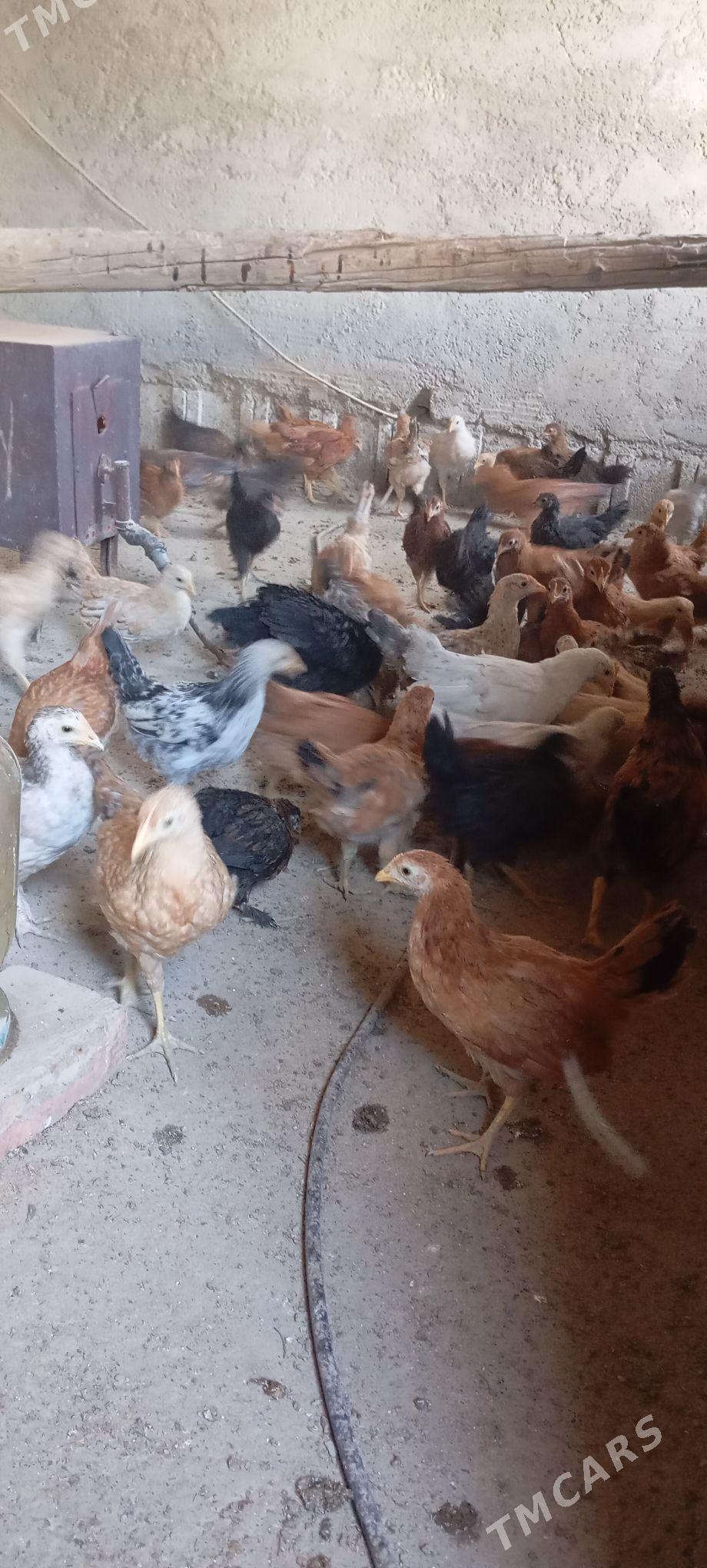 Elin jüje - Bäherden - img 3