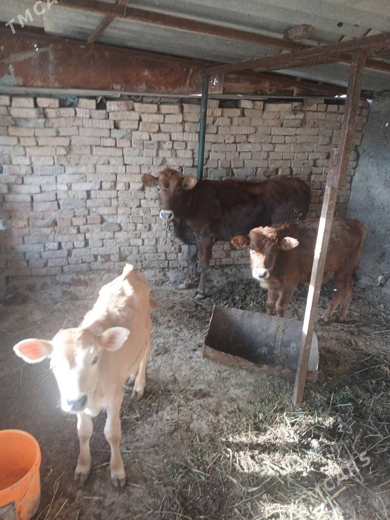 tuwe - Багир - img 5