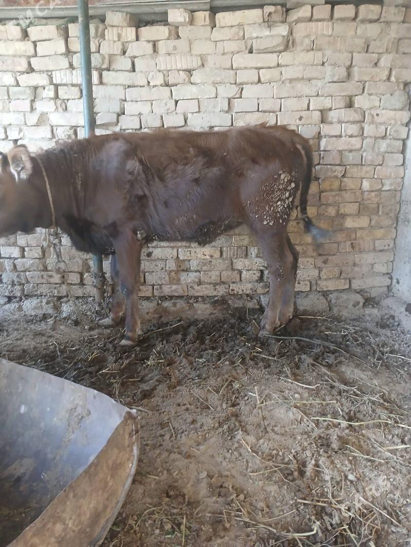 tuwe - Багир - img 3