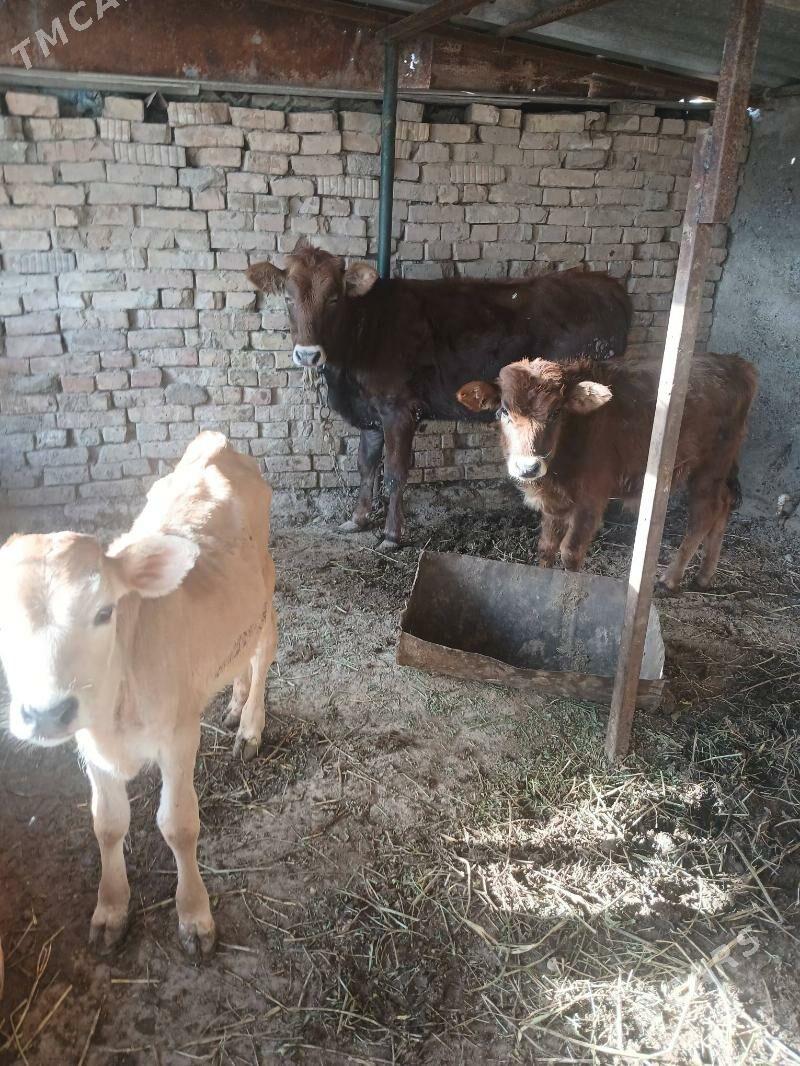 tuwe - Багир - img 4