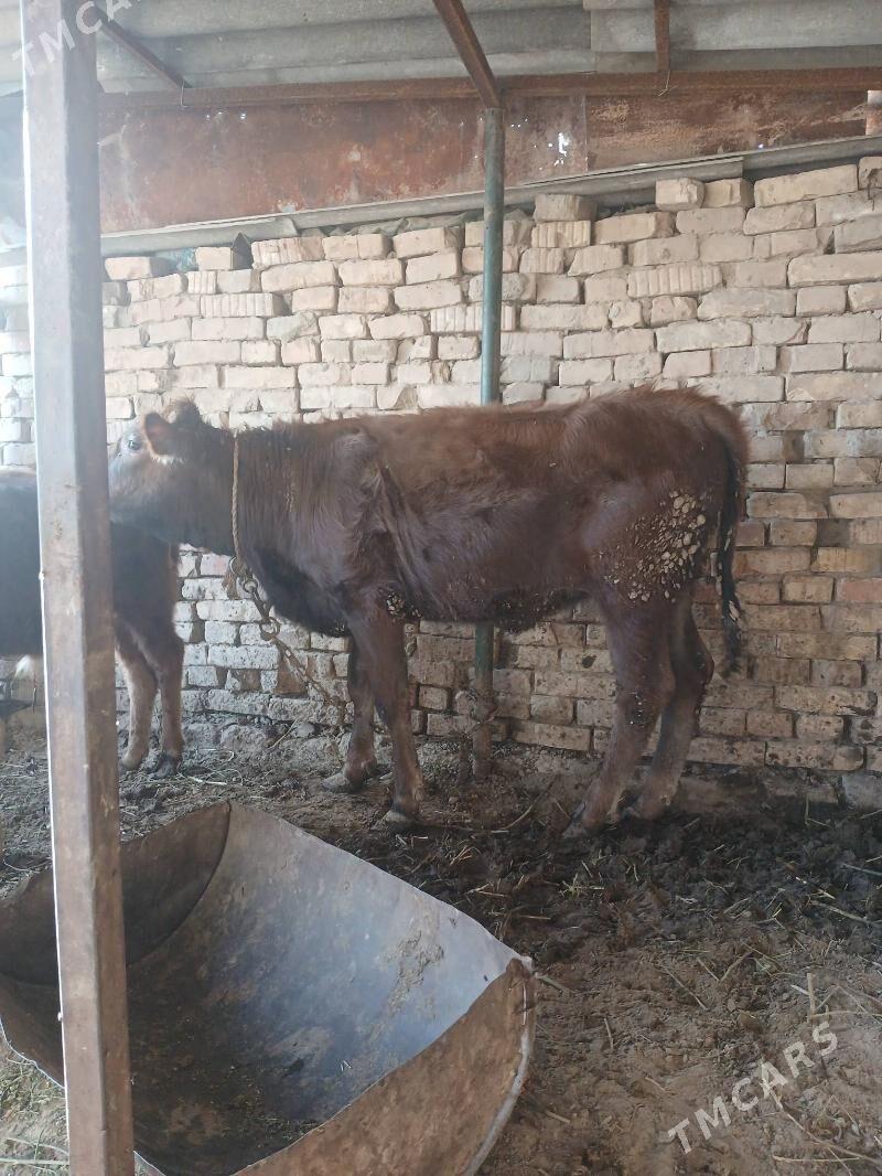 tuwe - Багир - img 2