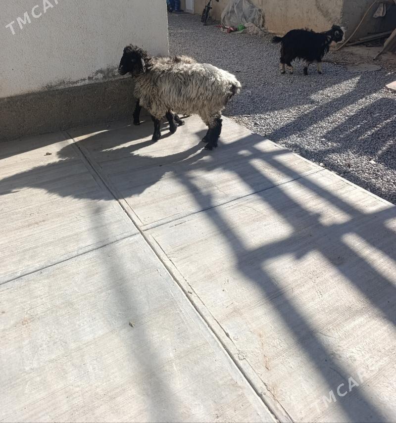 гоюн - Garadamak Şor - img 2