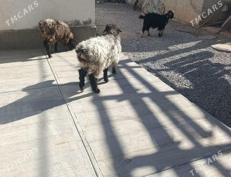 гоюн - Garadamak Şor - img 4