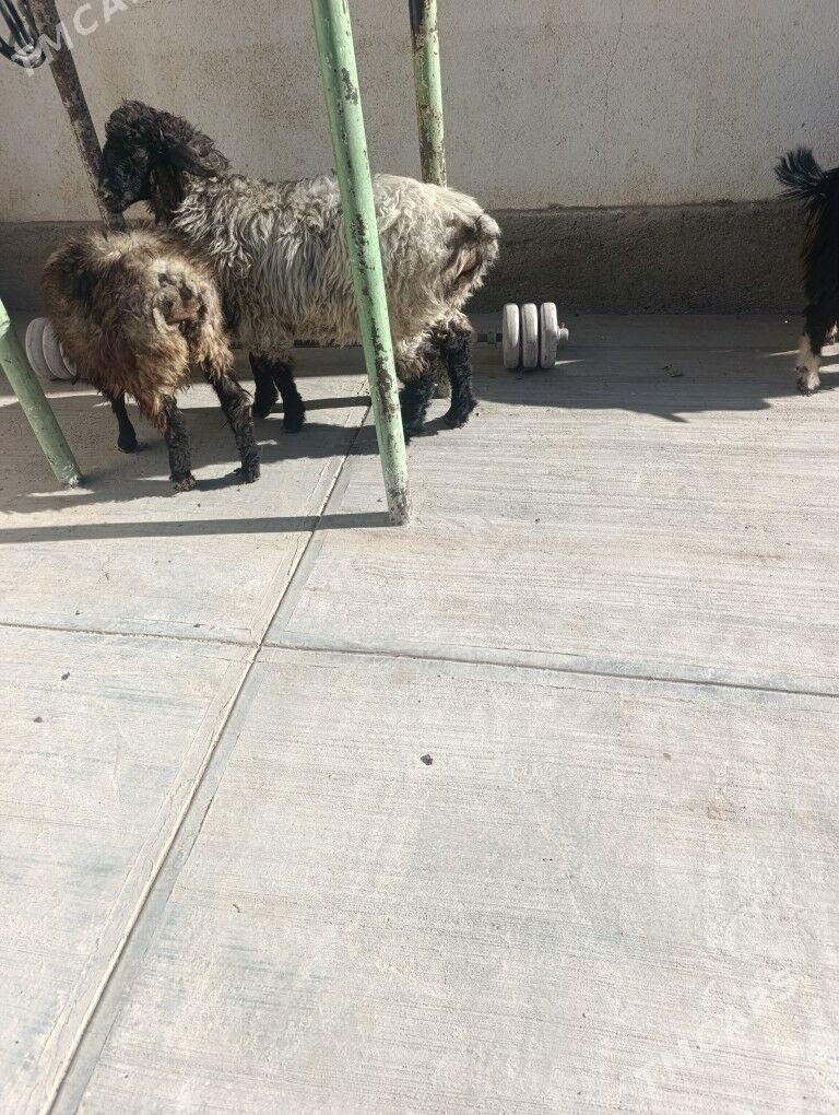 гоюн - Garadamak Şor - img 3