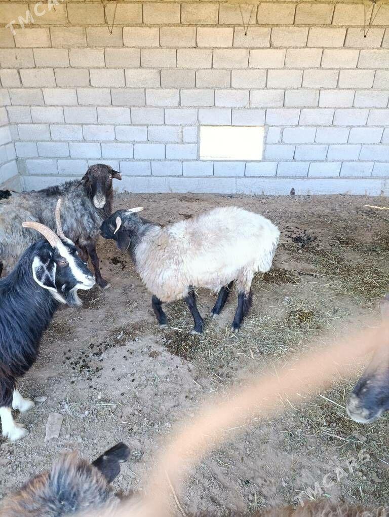 Tokly - Babadaýhan - img 2