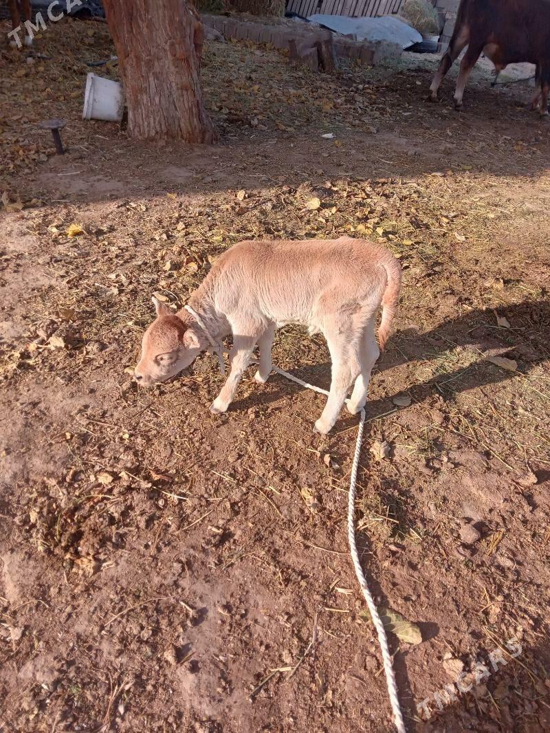 göle - Büzmeýin - img 2