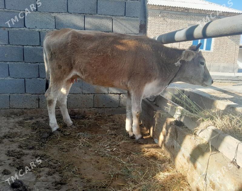 sygyr - Gökdepe - img 2