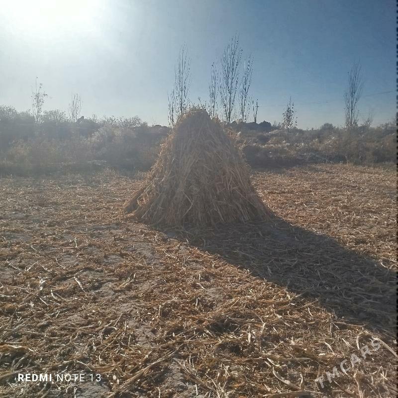 Mal oty - Gubadag - img 2