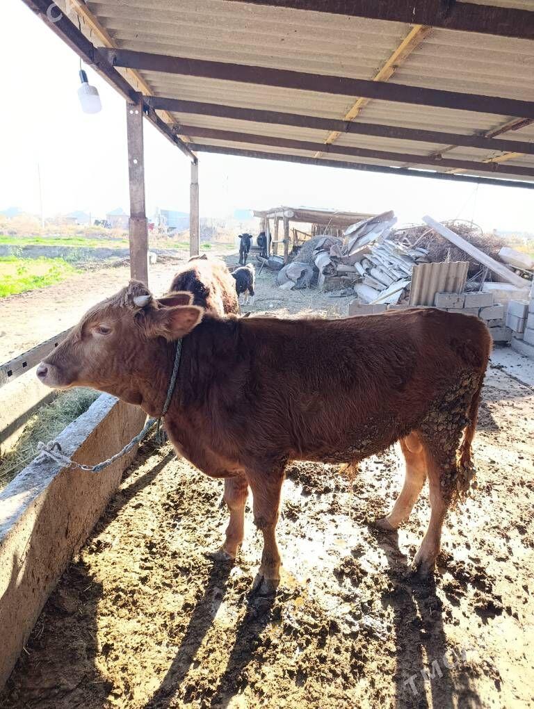 Okuz - Babadaýhan - img 2