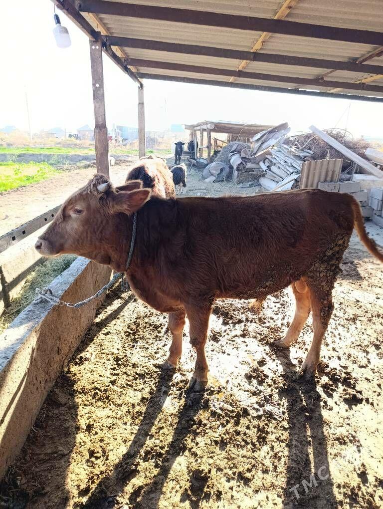 Okuz - Babadaýhan - img 3