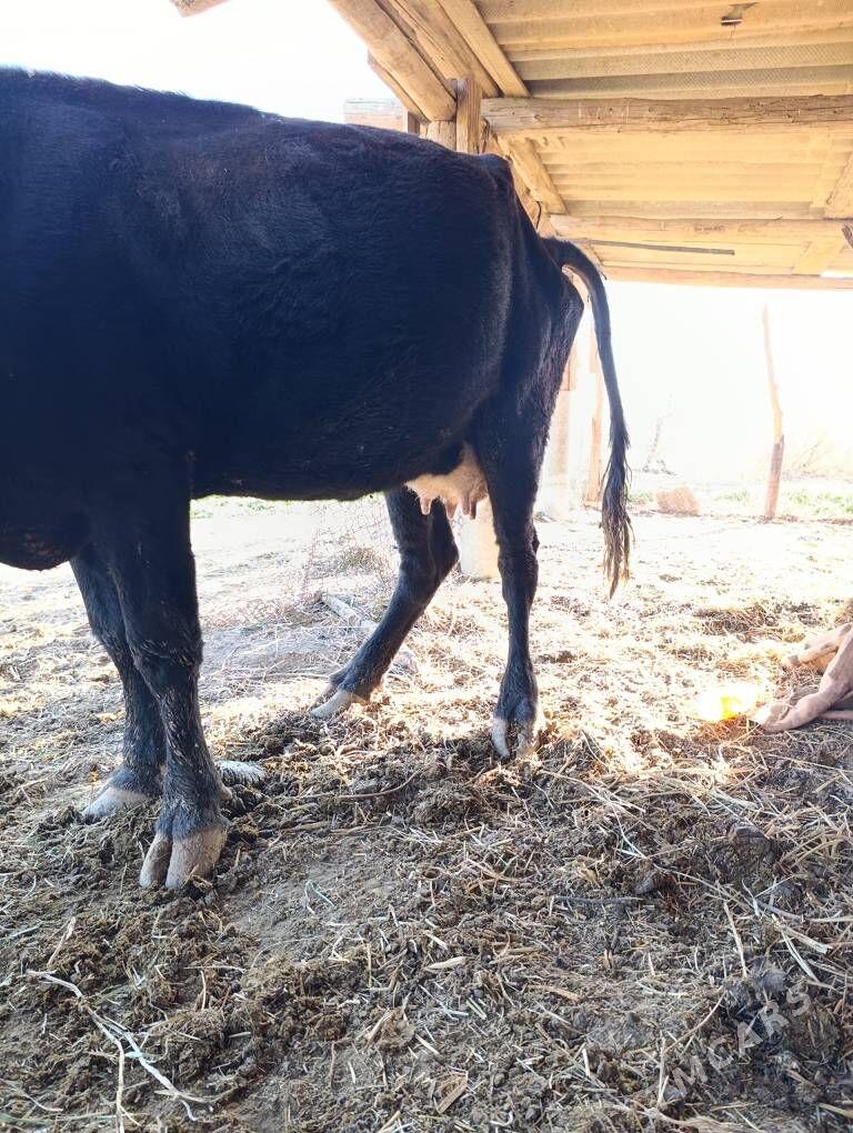 Goleli sygyr - Babadaýhan - img 2