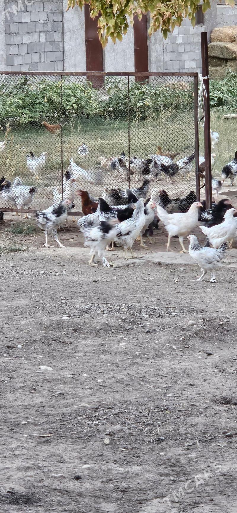 balgar jujeler - Гёкдепе - img 1