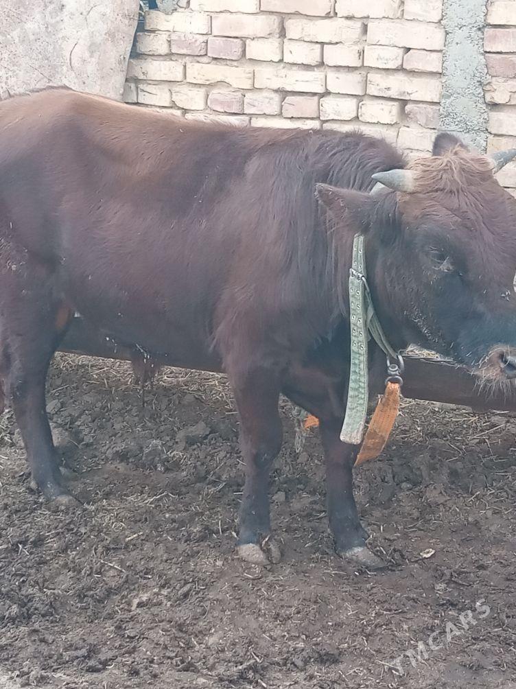 Öküzler - Гызыларбат - img 5