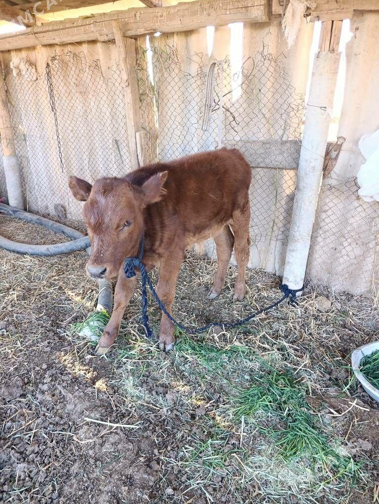 Goleli sygyr - Babadaýhan - img 3