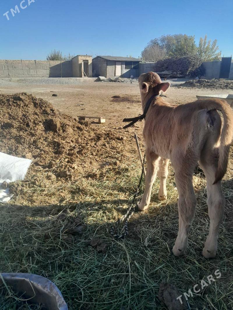 Goleli sygyr - Gökdepe - img 3