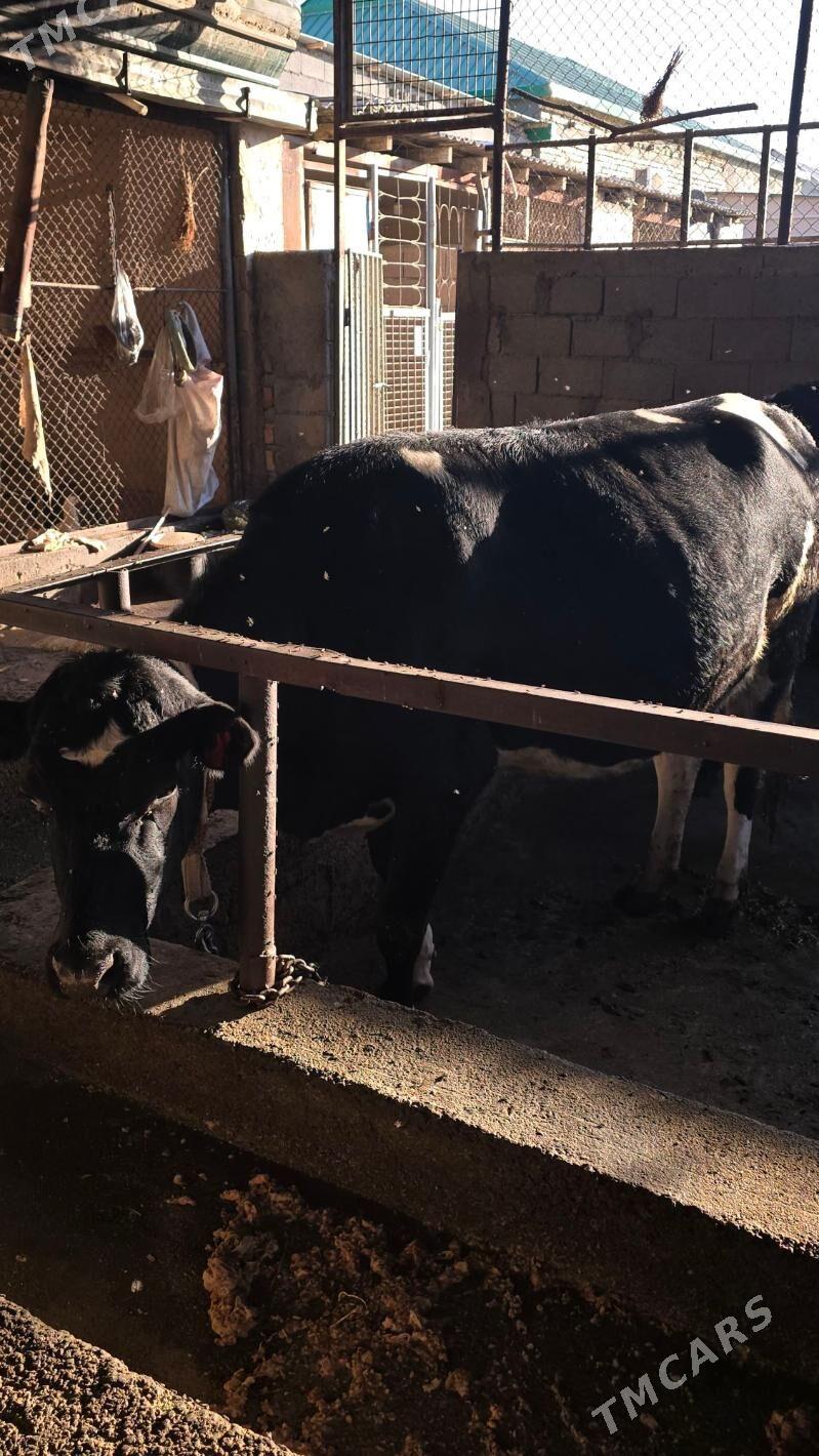 sygyr bogaz - Гёкдже - img 2