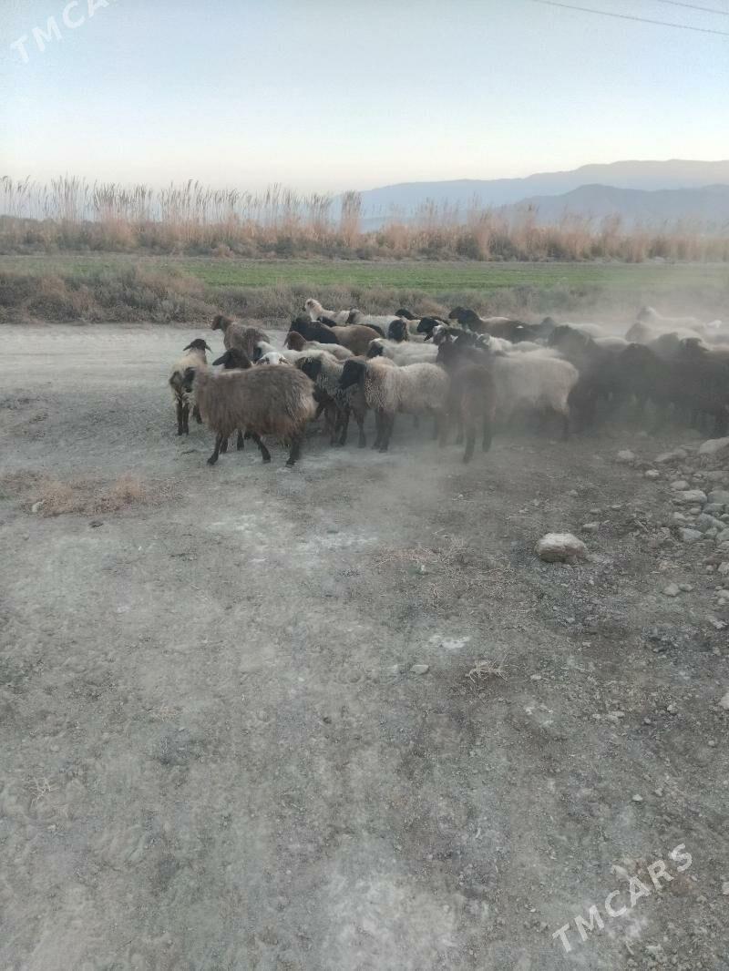 tokly - Бахарден - img 2