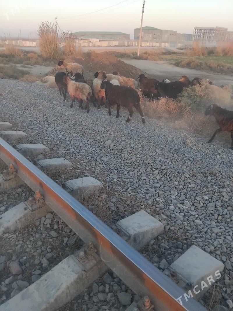 tokly - Бахарден - img 4