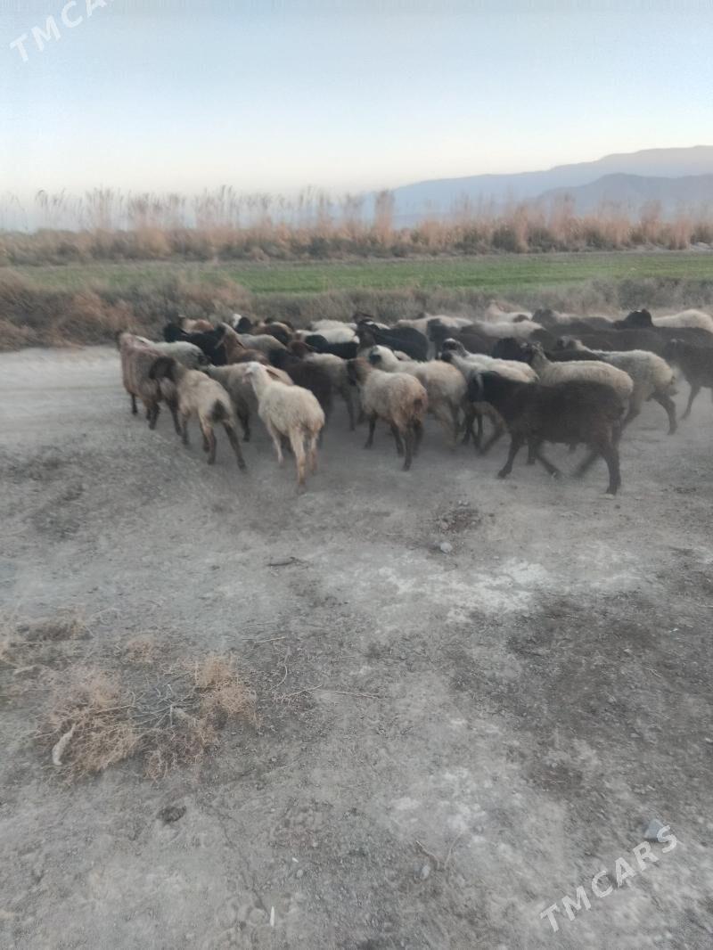 tokly - Бахарден - img 3