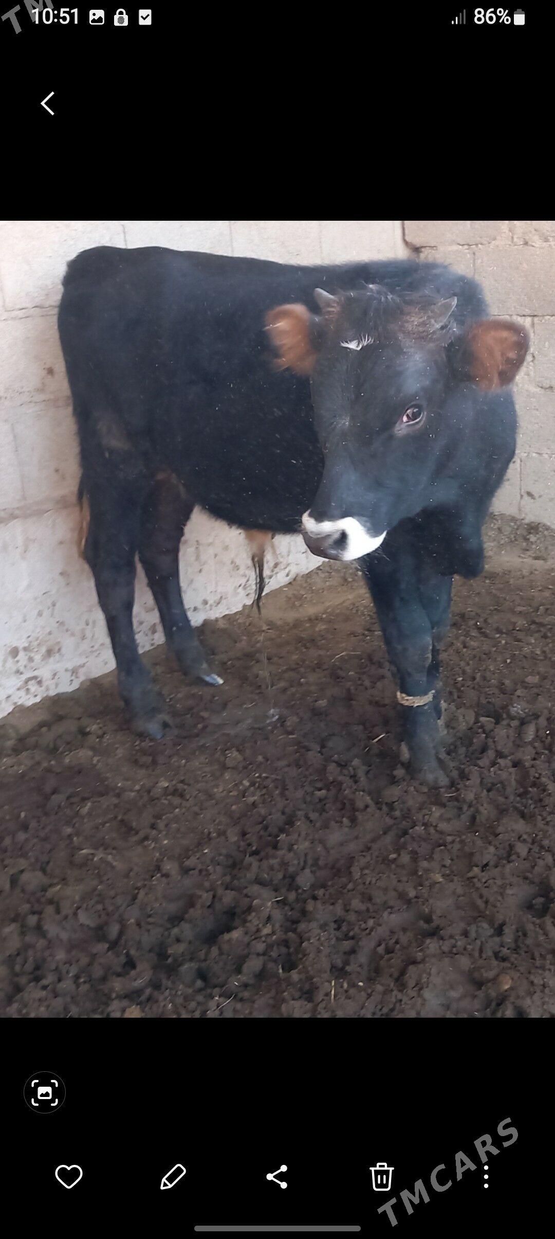 goleli sygyr ve okuzceler - Kaka - img 3