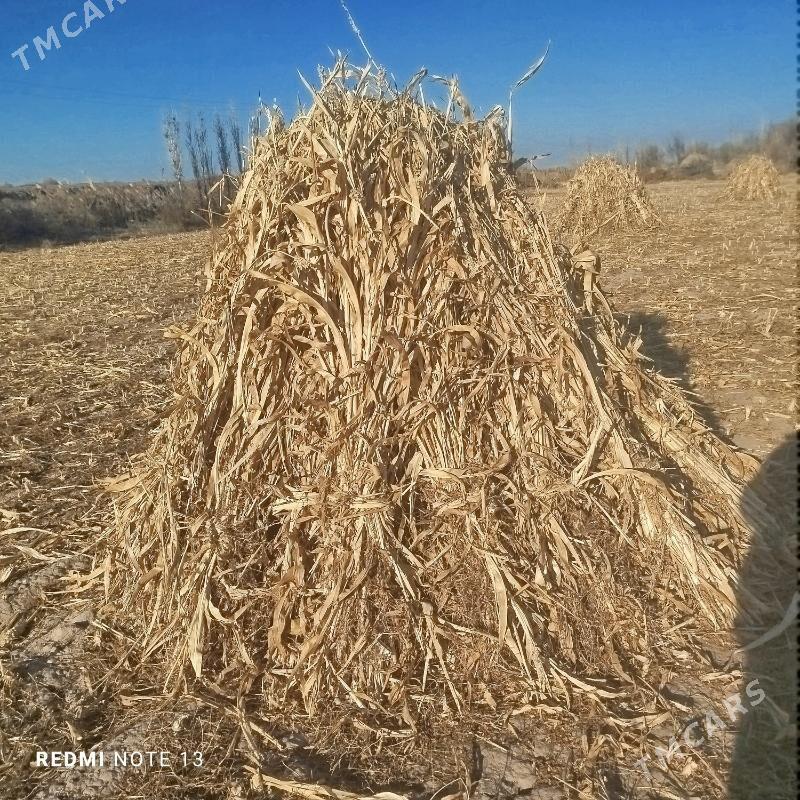 Mal oty - Gubadag - img 3