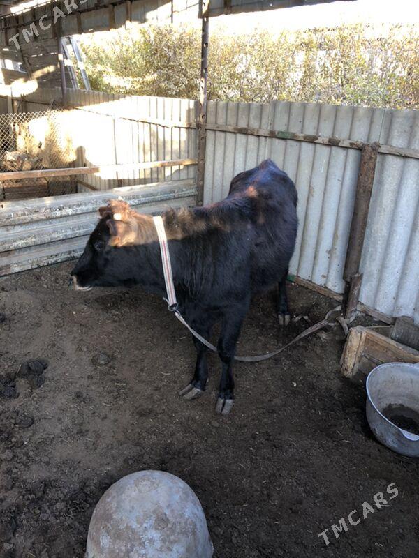 okuz we gulajyn - Sakarçäge - img 4