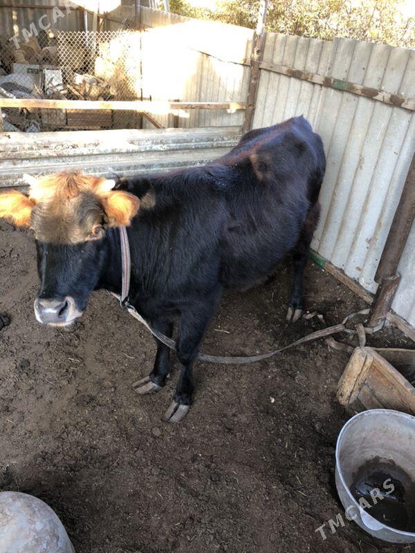 okuz we gulajyn - Sakarçäge - img 2