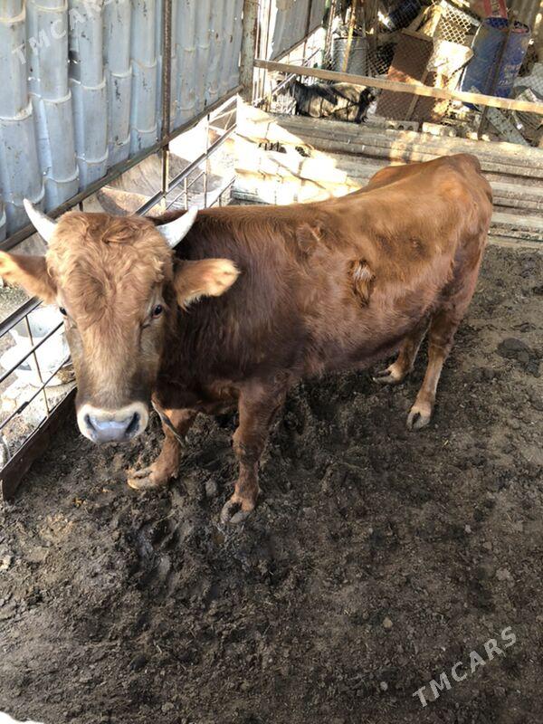 okuz we gulajyn - Sakarçäge - img 3