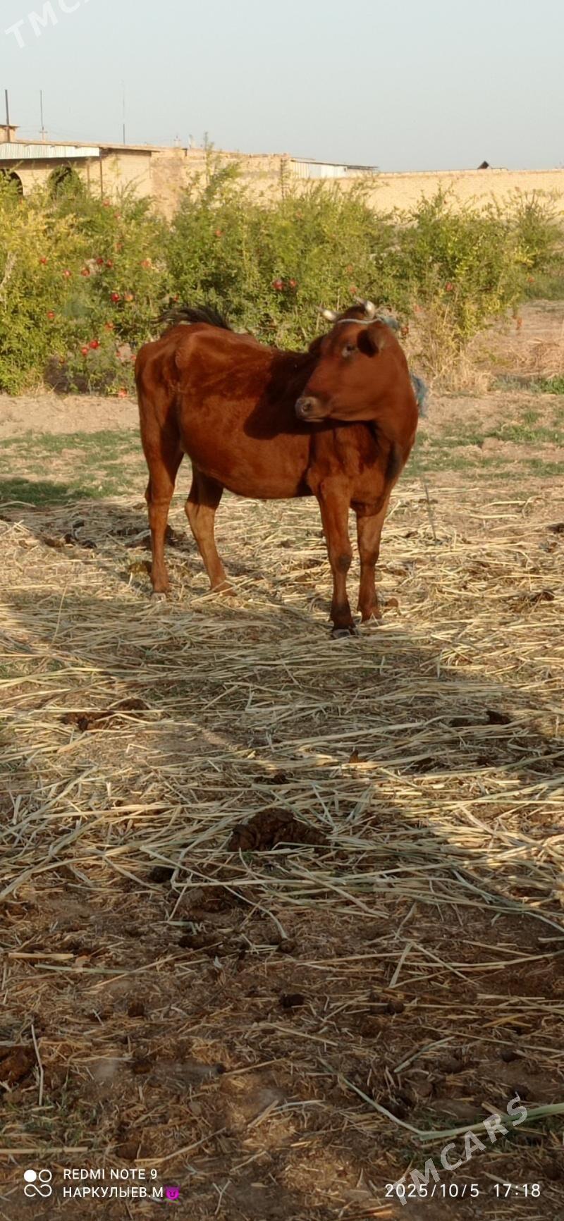 sygyr - Sakar - img 2