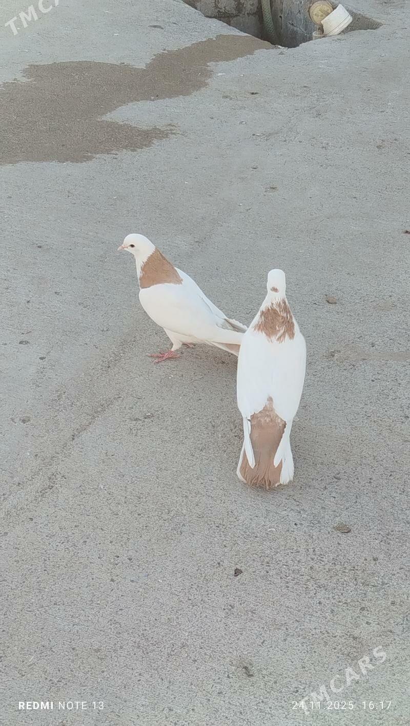 kepderi - Gyzylarbat - img 2