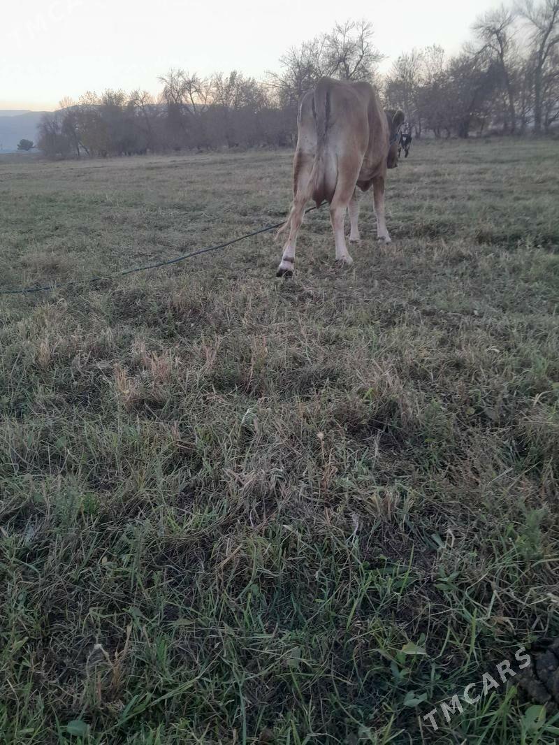 Goleli sygyr - Gökdepe - img 4