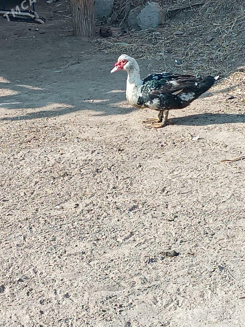 indautka erkek - Мары - img 2