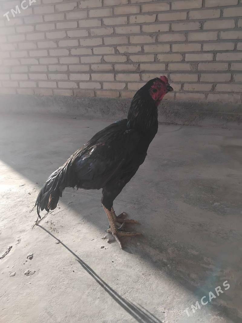 horaz - Çärjew - img 4