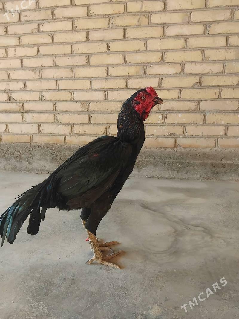 horaz - Çärjew - img 3