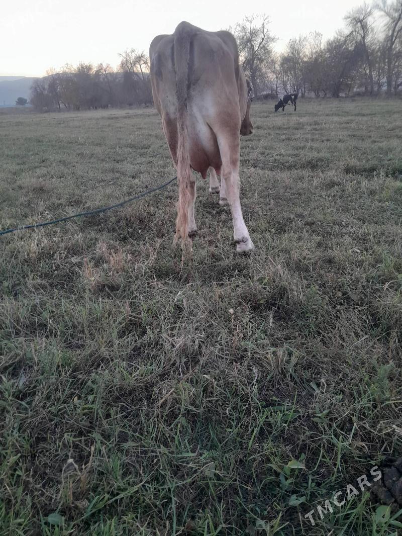 Goleli sygyr - Gökdepe - img 5