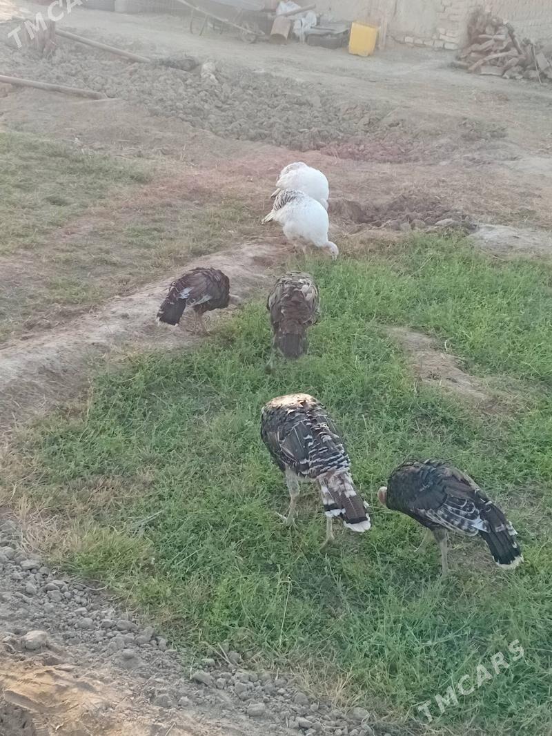 induk - Мургап - img 2